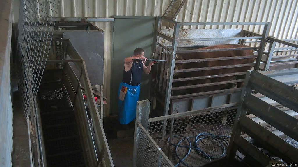 Surprise! 5 Tasmanian Abattoirs Abusing Animals 56