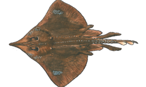 Feds Fund Figleaf Fix for Dirty Salmon 3