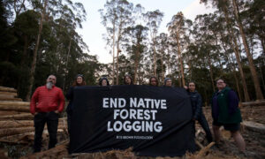 Takayna Tree-Sit Protest 1