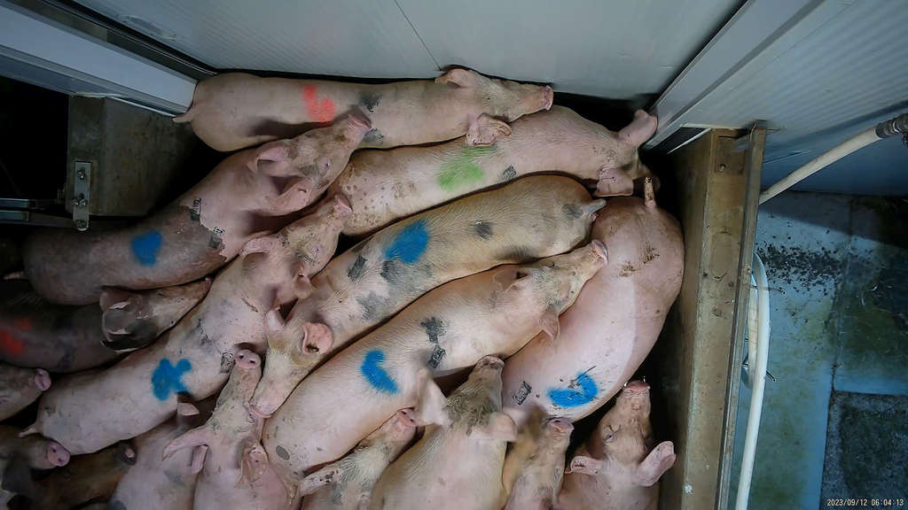 Surprise! 5 Tasmanian Abattoirs Abusing Animals 57