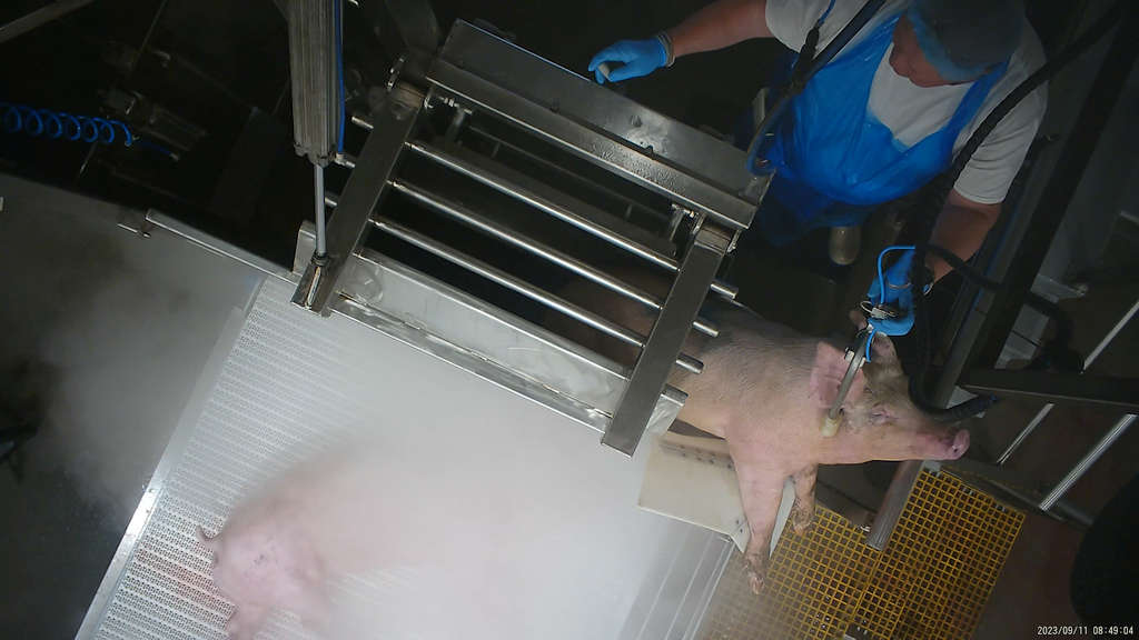 Surprise! 5 Tasmanian Abattoirs Abusing Animals 58