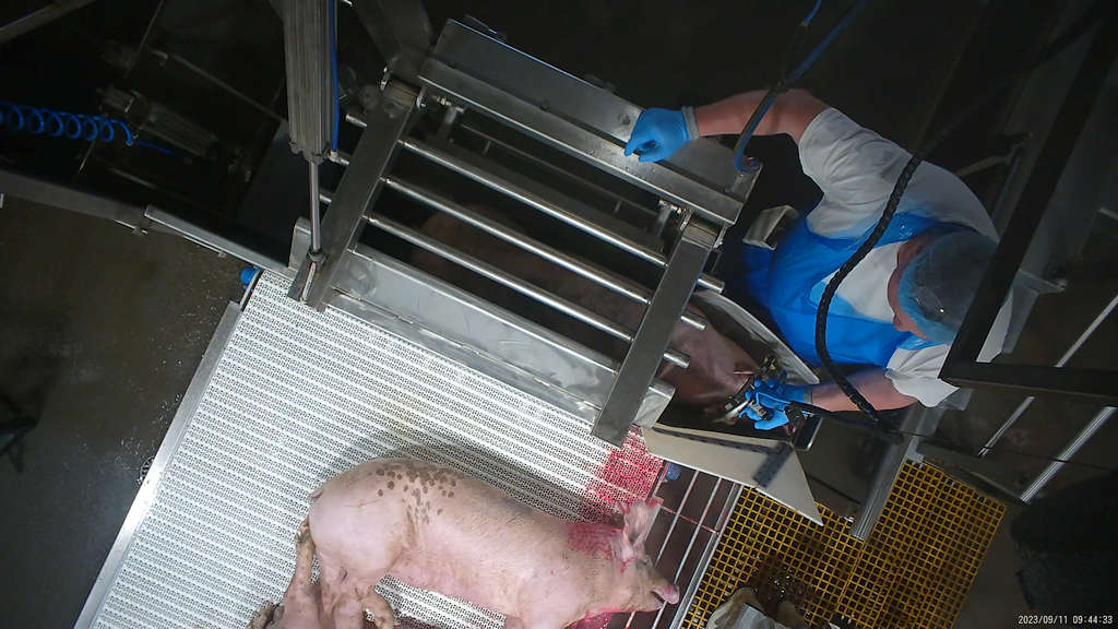 Surprise! 5 Tasmanian Abattoirs Abusing Animals 59