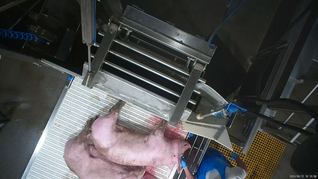 Surprise! 5 Tasmanian Abattoirs Abusing Animals 60