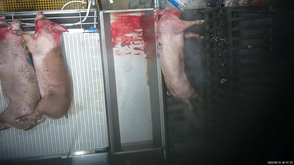 Surprise! 5 Tasmanian Abattoirs Abusing Animals 61