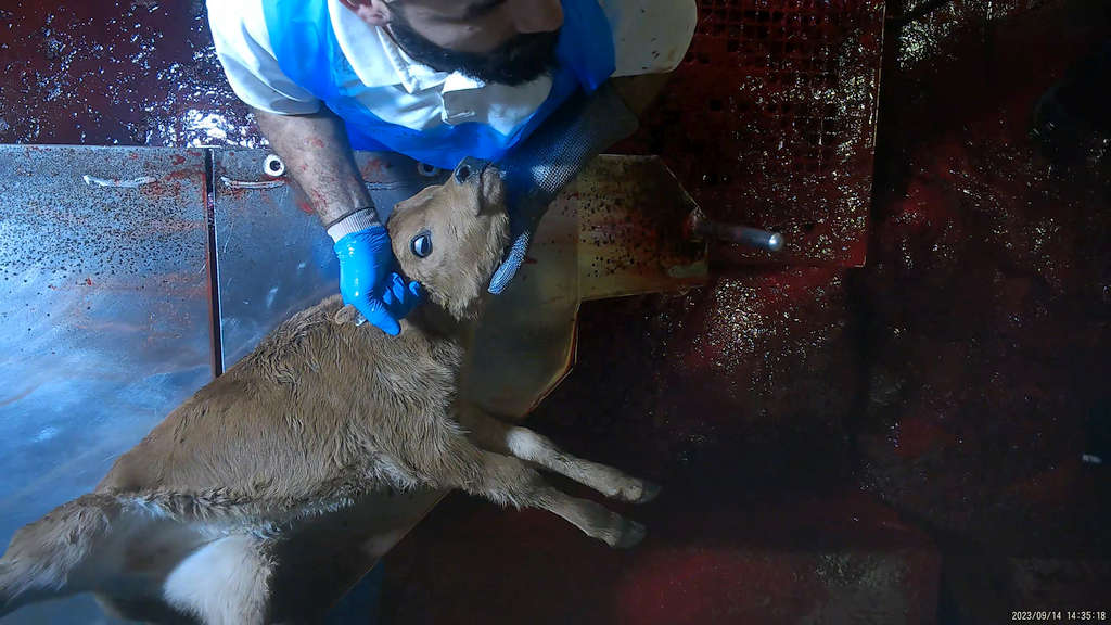 Surprise! 5 Tasmanian Abattoirs Abusing Animals 62