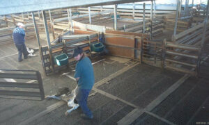RSPCA: Cruel Treatment of Animals in Abattoirs Must Stop 7