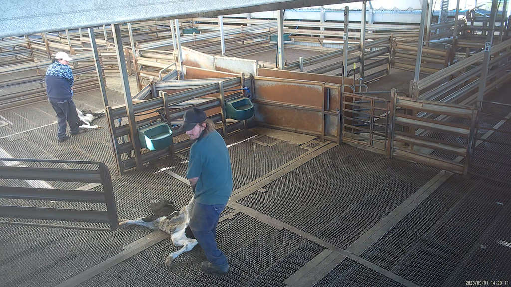 Surprise! 5 Tasmanian Abattoirs Abusing Animals 63