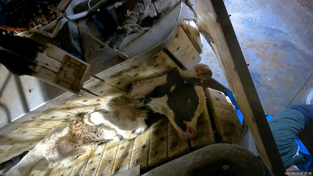 Surprise! 5 Tasmanian Abattoirs Abusing Animals 64
