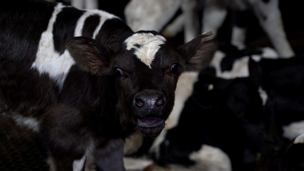 Surprise! 5 Tasmanian Abattoirs Abusing Animals 65