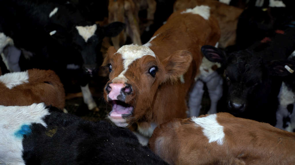 Surprise! 5 Tasmanian Abattoirs Abusing Animals 66