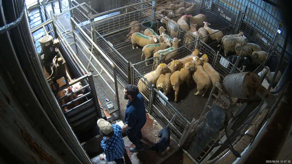 Surprise! 5 Tasmanian Abattoirs Abusing Animals 67
