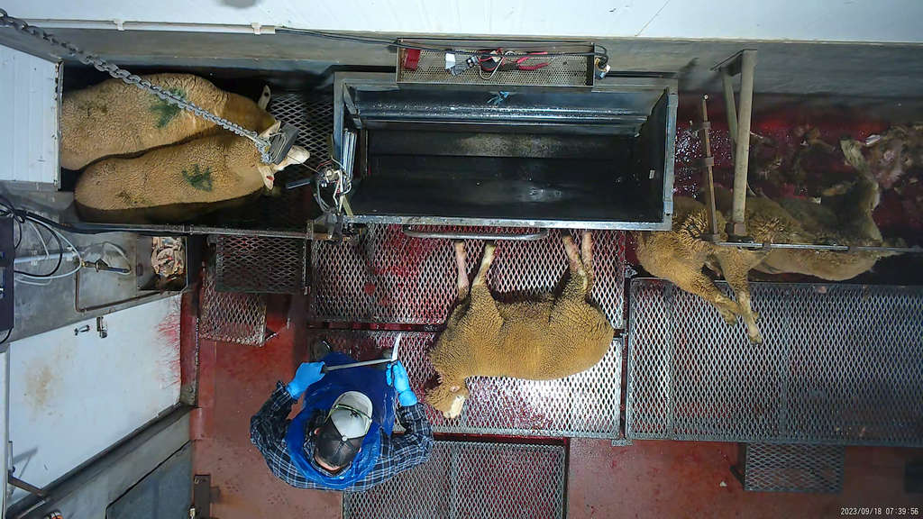 Surprise! 5 Tasmanian Abattoirs Abusing Animals 68