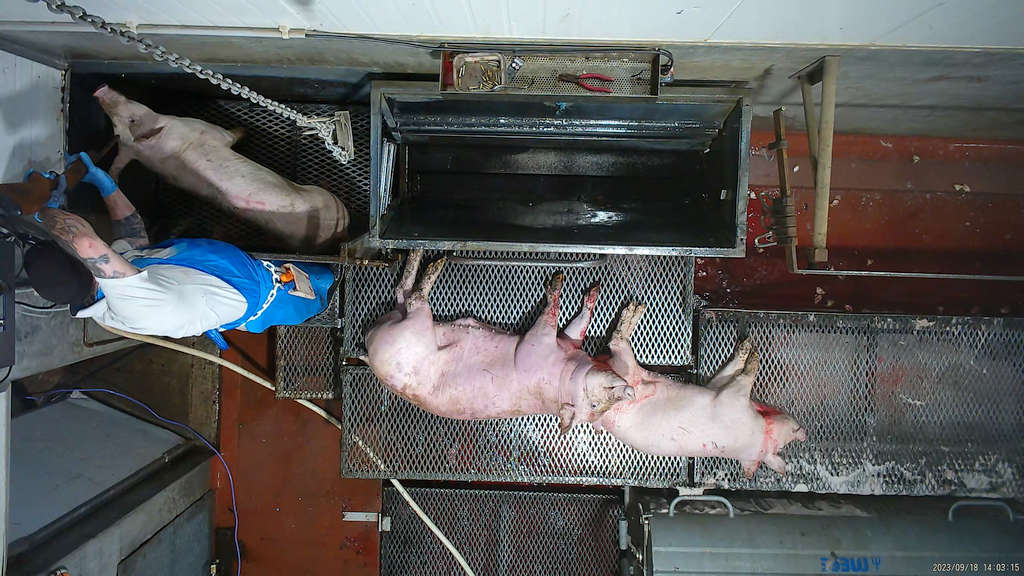 Surprise! 5 Tasmanian Abattoirs Abusing Animals 69