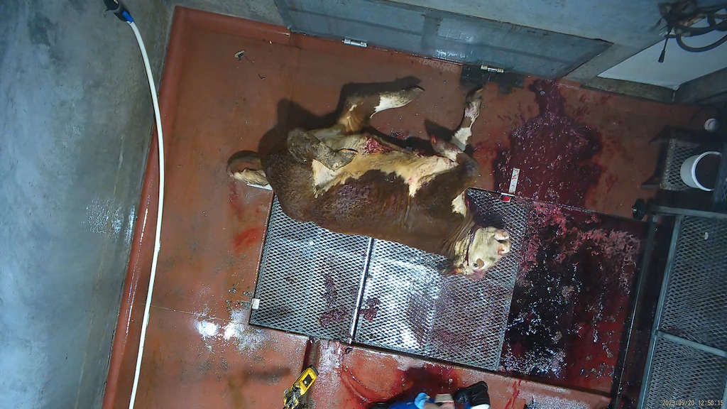 Surprise! 5 Tasmanian Abattoirs Abusing Animals 70
