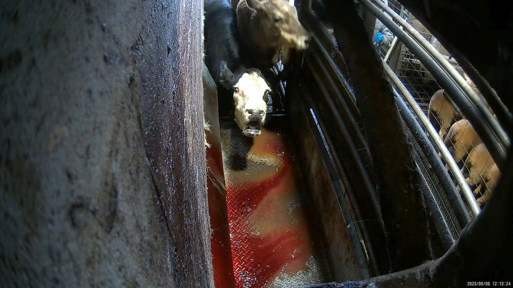 Surprise! 5 Tasmanian Abattoirs Abusing Animals 71