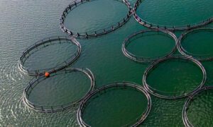 Wilkie Slams Salmon Farming 38
