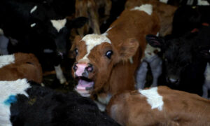 On Livestock Processing 'Action' ... 10