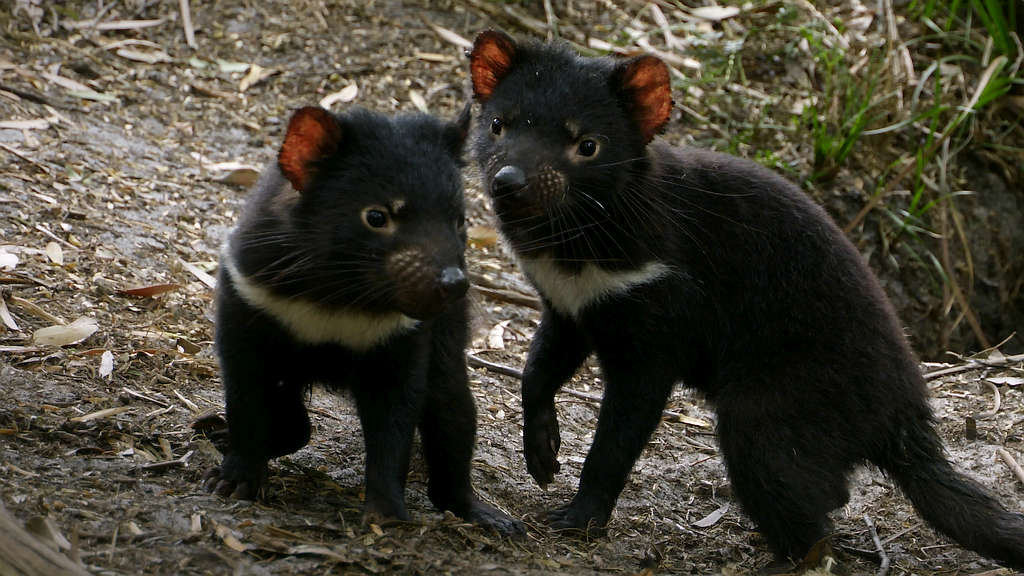 Slow Down for Devils 1