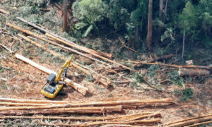 BBF Threatens Logging Injunction in Swift Parrot Habitat 8