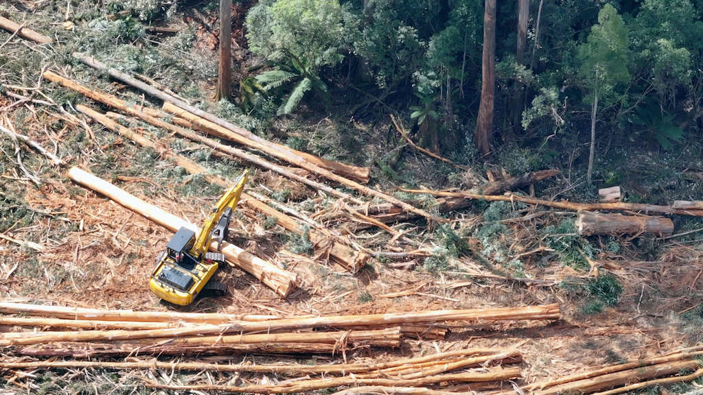 BBF Threatens Logging Injunction in Swift Parrot Habitat 39
