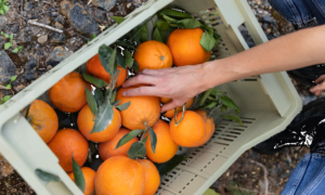 TAI: Pacific Agriculture Workers Exploited by Visa Scheme 22