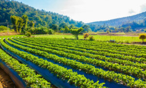 Farm-scale Natural Capital Accounting 17