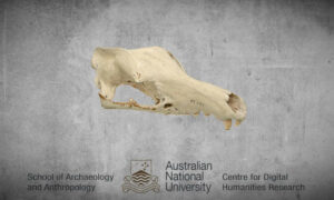 How Colonial Violence in Tasmania Helped Build Scientists’ Reputations & Prestigious Museum Collections 11