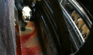 More Images Shows Animal Cruelty and Dangerous Conditions at Stowport Slaughterhouse 15