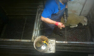 Cruelty Still Rampant at Gretna Meatworks 11