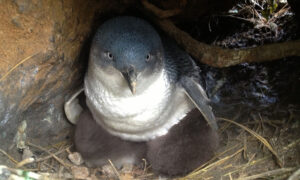 'Forever Chemicals' Detected in Penguins and Nests 11