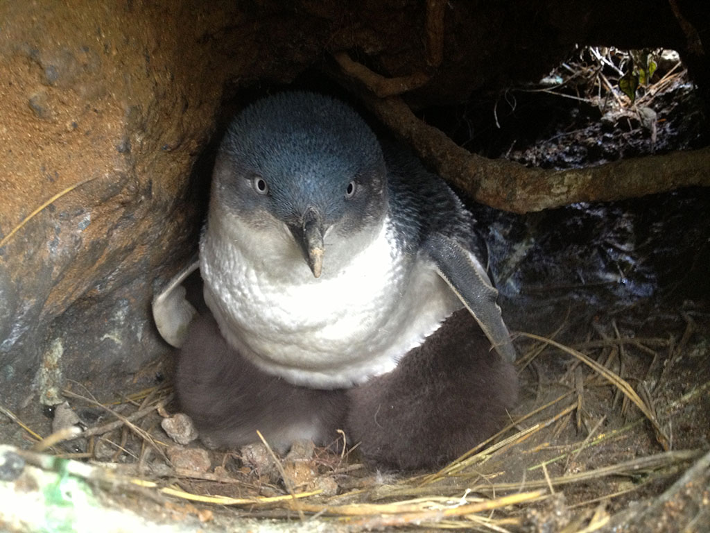 'Forever Chemicals' Detected in Penguins and Nests 1