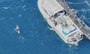 ASC Holds the Line on Seal Bomb Ban 4