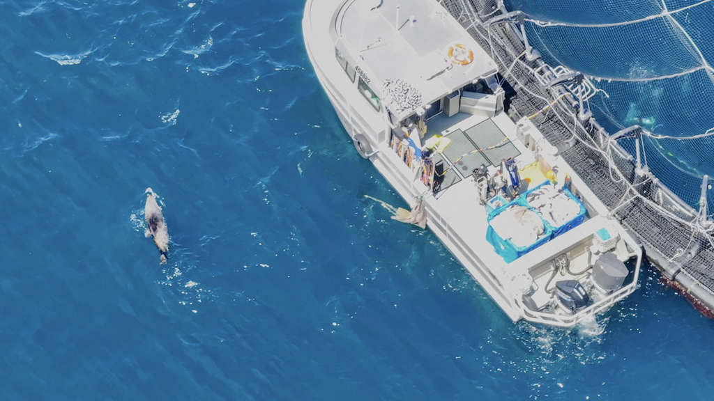 ASC Holds the Line on Seal Bomb Ban 3