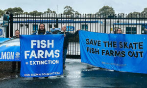 Albanese Criticised for Salmon 'Stunt' 20