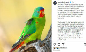 Leonardo DiCaprio Backs Swift Parrot Protection, End to Native Forest Logging 5