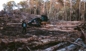 Protesters to Challenge State Forest Ban 13
