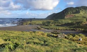 Seabirds Return to Pest-free Macquarie Island 15
