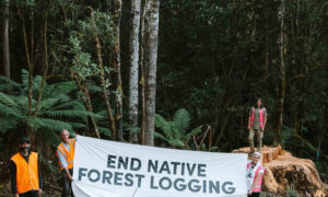 Forest Protesters Return to Styx Valley 5