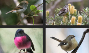 New Guide to Hobart Bird Walks 1