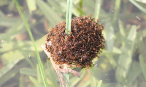 Fire Ants a Danger to Koalas, Platypus, Echidnas, Turtles 9