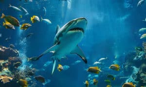 Book Review: 'The Lives of Sharks' 25