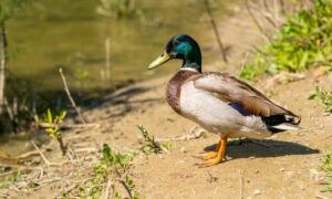 Alliance Formed to End Duck Hunting 17