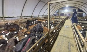 FTP Publishes Interactive Virtual Tours of Tasmanian Slaughterhouses 3