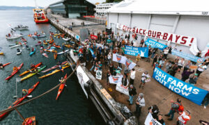 Hobart Flotilla Rallies Against Fish Farms 13