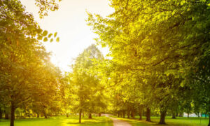 Hobart Seeking Parks Feedback 14