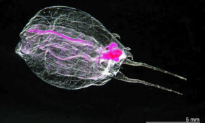 Hobart to Host Global Conference on Marine Zooplankton 17