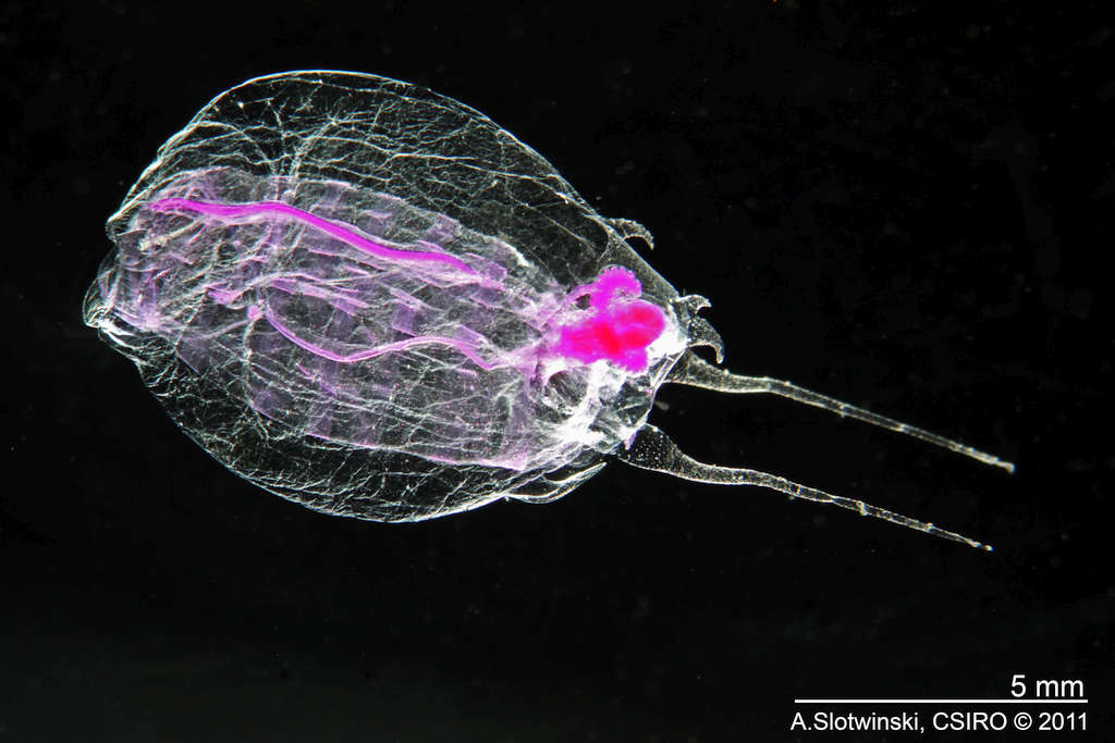 Hobart to Host Global Conference on Marine Zooplankton 1