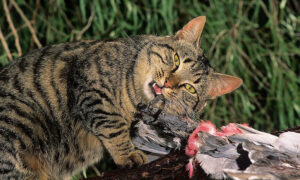 New Study Highlights Invasive Species Threat to Indigenous Culture 6