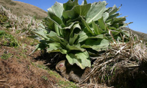 Macquarie Island Thrives 10 Years After Successful Pest Eradication 16