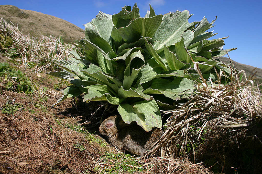 Macquarie Island Thrives 10 Years After Successful Pest Eradication 1